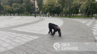 Шимпанзе избяга от зоопарка в Харков и се разходи из града