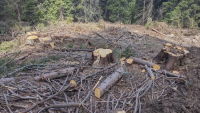 снимка 1 Установиха незаконни дейности в гората край Батак след сигнал