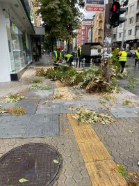 Бурята в София събори дърво на бул. "Витоша" (ВИДЕО + СНИМКИ)