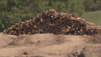 Два пъти е скочило търсенето на дърва за огрев за зимата - какви са цените?