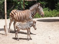 Зебра се роди в Зоопарка в София за първи път от 30 години (Снимки)