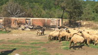 Пожар изпепели стопанство, 350 животни са без подслон
