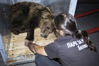 Паркът за мечки в Белица с нов обитател
