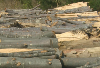 Измамна схема в Благоевград - мними горски служители събират аванси за доставка на дърва