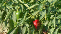 Година след градушката в Калояново: Какви са проблемите на зеленчукопроизводителите?