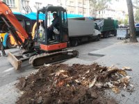 Столичната община премахва опасни дървета по бул. "Васил Левски"