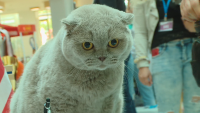 Международна изложба на котки се провежда в Пловдив