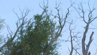 Опасни изсъхнали дървета причиняват щети на електрозахранването във Варна