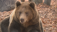 Паркът за мечки в Белица се готви за зимен сън