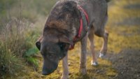 Кучето Мечо, спасено след изтезания, се възстановява добре и вече прави кратки разходки (СНИМКИ)
