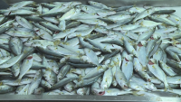 В навечерието на Никулден: Какви са цените на рибата във Варна и София?
