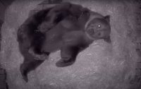 Как мечокът Тони от столичния зоопарк се подготвя за зимен сън (ВИДЕО)