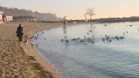 Лебедите отново са край Варна (СНИМКИ И ВИДЕО)
