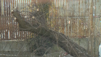 При бурята в София: На Симеоновско шосе падна топола, в двора на училище се откъснаха антени
