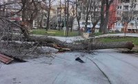 Община Враца очаква съдействие от държавата след ураганния вятър