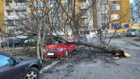 След бурята в София: Над 470 сигнала за паднали дървета и клони, щети по автомобили и рухнала изолация на училище