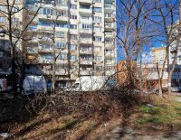 Опасните дървета в София - кой отговаря за поддръжката им?