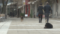 Възрастни и деца не смеят да се разхождат в Благоевград заради десетки бездомни кучета