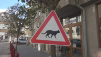 Нетипичен знак - "Внимание, котки!", се появи в Бургас