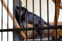 снимка 9 Два черни ягуара вече живеят в Софийския зоопарк (Снимки)