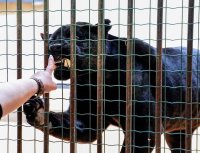 снимка 1 Два черни ягуара вече живеят в Софийския зоопарк (Снимки)