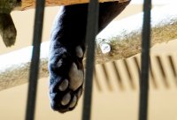 снимка 7 Два черни ягуара вече живеят в Софийския зоопарк (Снимки)