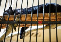 снимка 6 Два черни ягуара вече живеят в Софийския зоопарк (Снимки)