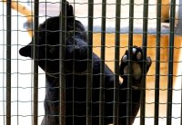 снимка 4 Два черни ягуара вече живеят в Софийския зоопарк (Снимки)