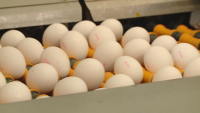 БАБХ обявява резултатите от взетите проби на яйцата от Украйна и Латвия