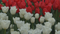 Най-големият парк за цветя в света отвори за посетители в Нидерландия