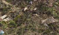 Животински останки се изхвърлят край водоема на мездренско село