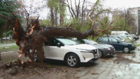Десетки сигнали заради силния вятър в Пловдив, дърво падна и затисна мъж