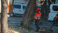 Кметът на Пловдив ще плати операцията на затиснатия от дърво мъж