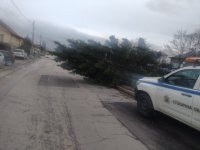 Силният вятър в София изкорени бор