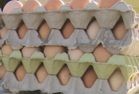 Все повече хора в Благоевградско отглеждат кокошки носачки заради цената на яйцата