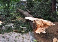 Дърво падна върху кола в София