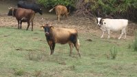 Земеделци и животновъди от Благоевградско остават без пасища за животните си