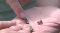 Масова смърт на пчели във Врачанско - подозират пръскане с нерегламентирани пестициди