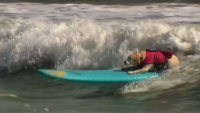 Състезание по сърф за кучета във Флорида