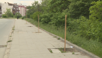 Вандали отново изпочупиха новопосадени дървета в Благоевград