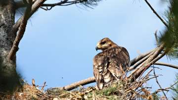 Горски служители откриха труп на царски орел в Сливенско