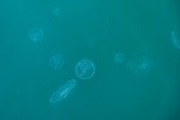 Няма данни за замърсяване в българската акватория на Черно море