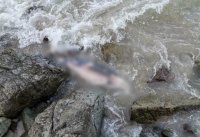 Извадиха мъртъв делфин от морето край Поморие