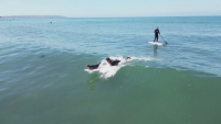 Бебе тюлен е най-новият сърфист в Сан Диего
