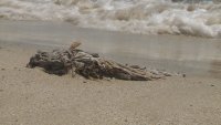 Морето изхвърли битови отпадъци на Южния плаж във Варна (СНИМКИ/ВИДЕО)