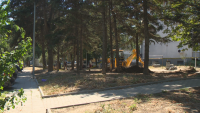 20 иглолистни дървета във Варна са застрашени заради изграждането на "Зелена зона"