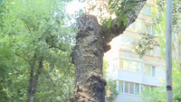 Зрители на БНТ сигнализират за опасни дървета в столичния квартал "Хиподрума"