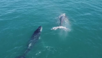 Завръщат се гърбатите китове в Бразилия
