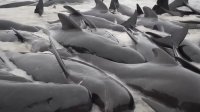 снимка 2 Десетки китове загинаха, заседнали в плитчини край Западна Австралия