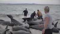 снимка 1 Десетки китове загинаха, заседнали в плитчини край Западна Австралия